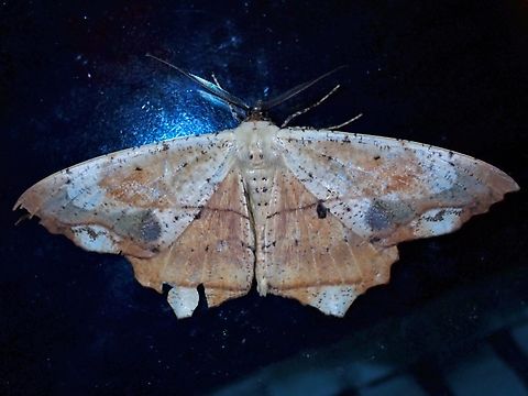 Moth - Chorodna pallidularia  Chorodna pallidularia,Malaysia,Moth,Pahang