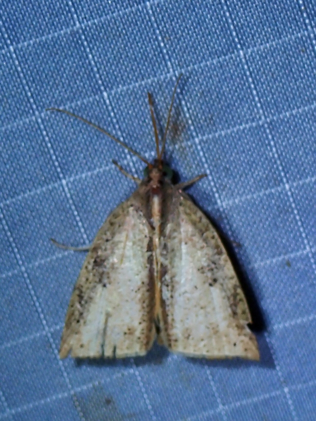Tufted Moth - Detounda spurcata  Detounda spurcata,Malaysia,Moth,Pahang,Tufted Moth