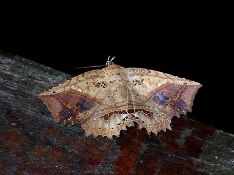 Moth - Cryptastria fuscomarginata x2 Cryptastria fuscomarginata,Malaysia,Moth,Pahang