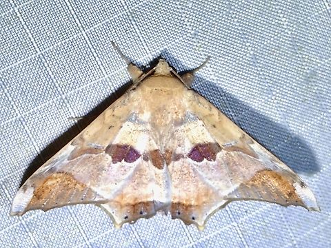 Moth - Semiothisops macariata  Malaysia,Moth,Pahang,Semiothisops macariata