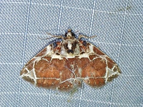 Moth - Cruxoruza decorata  Cruxoruza decorata,Malaysia,Moth,Pahang