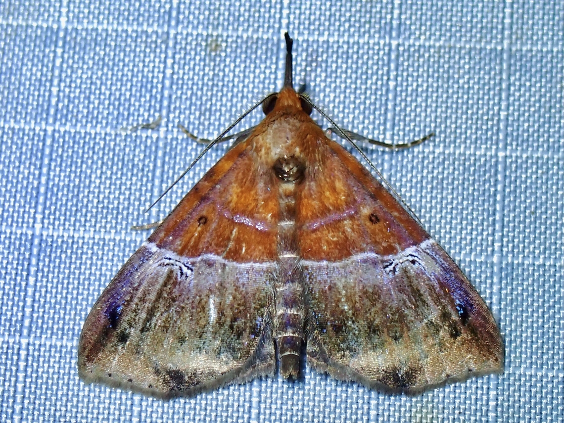 Moth - Euphiuche picta  Euphiuche picta,Malaysia,Moth,Pahang