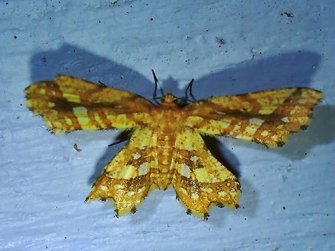 Moth - Fritillerinnys clathraria Fritillerinnys clathraria,Malaysia,Moth,Pahang