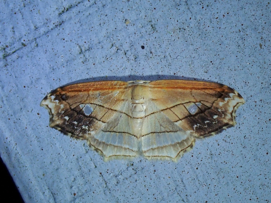 Moth - Leucoblepsis excisa  Leucoblepsis excisa,Malaysia,Moth,Pahang