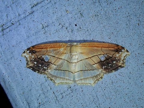 Moth - Leucoblepsis excisa  Leucoblepsis excisa,Malaysia,Moth,Pahang
