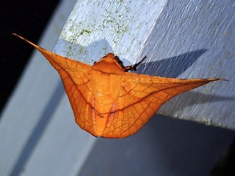 Window-Winged Moth - Telchines vialis  Malaysia,Moth,Pahang,Telchines vialis,Window-Winged Moth