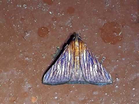 Litter Moth - Hepsidera lignea  Hepsidera lignea,Litter Moth,Malaysia,Moth,Pahang