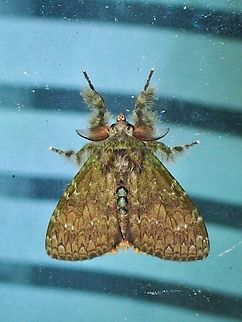 Tussock Moth -  Ilema baruna  Ilema baruna,Malaysia,Moth,Pahang,Tussock Moth