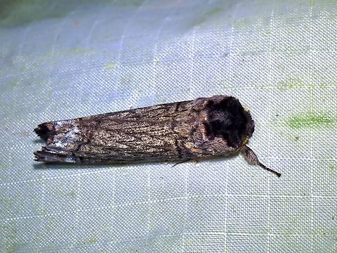 Prominent Moth - Phalera styx x2 Malaysia,Moth,Pahang,Phalera styx,Prominent Moth