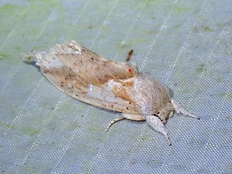 Prominent Moth - Saliocleta lativitta  Malaysia,Moth,Pahang,Prominent Moth,Saliocleta lativitta