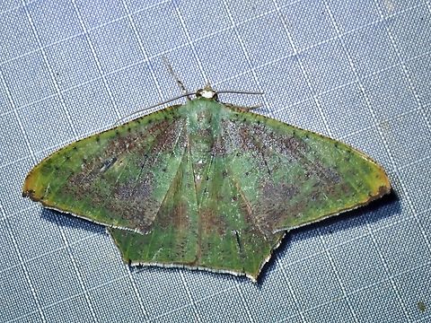 Emerald Moth - Chloroglyphica devecisi x2 Chloroglyphica devecisi,Emerald Moth,Malaysia,Moth,Pahang