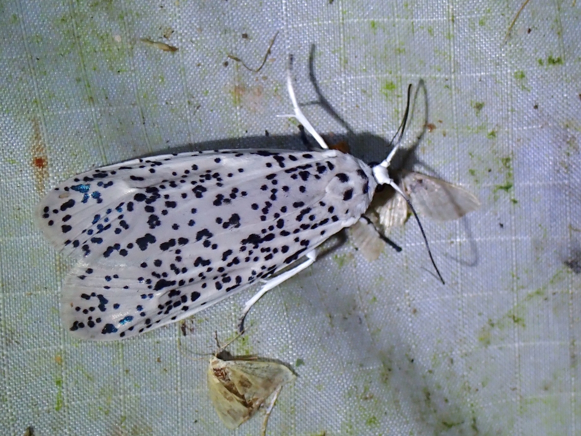 Moth - Nosymna macrorrhyncha  Malaysia,Moth,Nosymna macrorrhyncha,Pahang