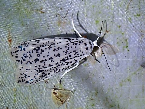 Moth - Nosymna macrorrhyncha  Malaysia,Moth,Nosymna macrorrhyncha,Pahang