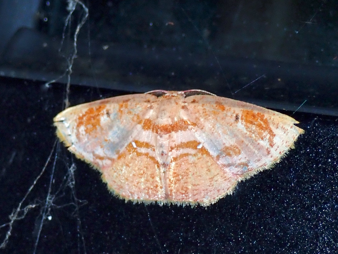 Moth - Chrysocraspeda plumbeofusa  Chrysocraspeda plumbeofusa,Malaysia,Moth,Pahang