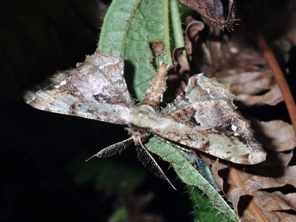 Moth - Apophyga apona  Apophyga apona,Malaysia,Moth,Pahang