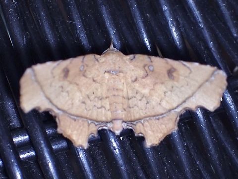 Moth - Malatrogia castanitis  Malatrogia castanitis,Malaysia,Moth,Pahang
