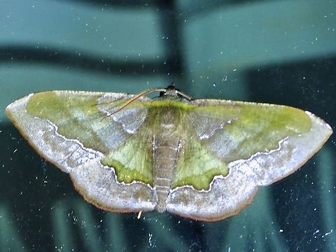 Moth - Fascellina meligerys x2 Fascellina meligerys,Malaysia,Moth,Pahang