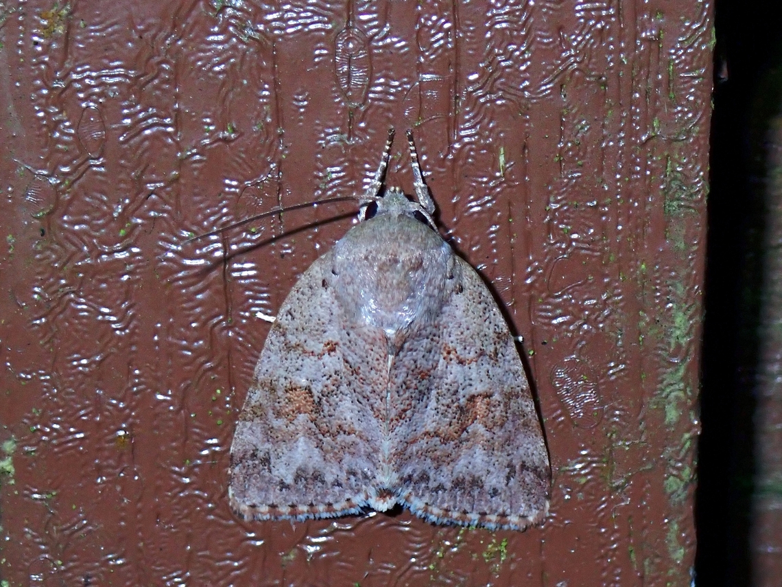 Moth - Didigua seticornis  Didigua seticornis,Malaysia,Moth,Pahang
