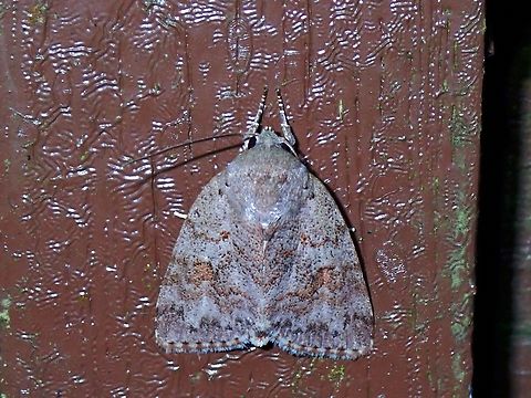 Moth - Didigua seticornis Didigua seticornis,Malaysia,Moth,Pahang