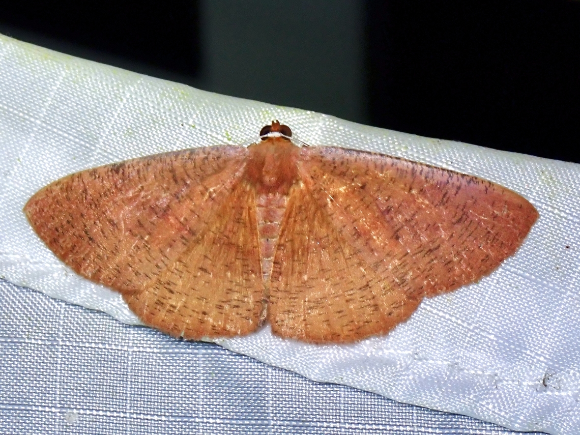 Moth - Eurychoria trajecta  Eurychoria trajecta,Malaysia,Moth,Pahang