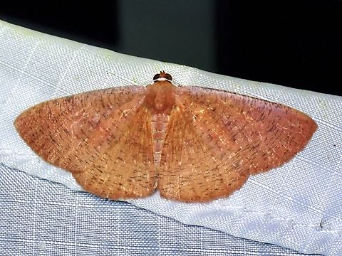 Moth - Eurychoria trajecta  Eurychoria trajecta,Malaysia,Moth,Pahang