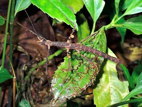 Stick Insect/Phasmid - Stheneboea verruculosa  Malaysia,Pahang,Phasmatodea,Phasmid,Phasmida,Stheneboea verruculosa,Stick Insect