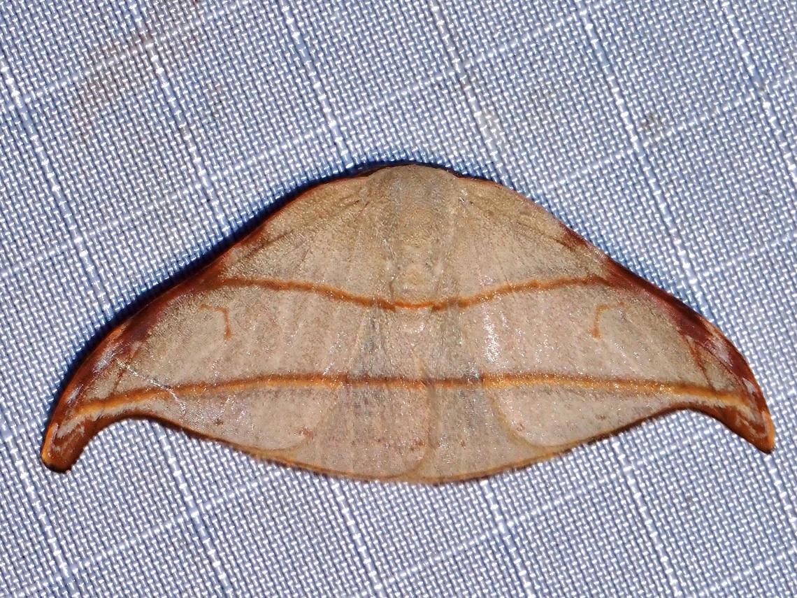 Hooktip Moth - Nordstromia duplicata  Hooktip Moth,Malaysia,Moth,Nordstromia duplicata,Pahang