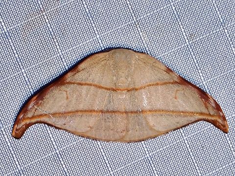 Hooktip Moth - Nordstromia duplicata  Hooktip Moth,Malaysia,Moth,Nordstromia duplicata,Pahang
