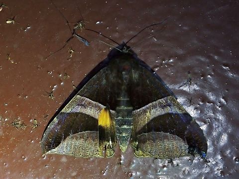 Moth - Bastilla fulvotaenia  Bastilla fulvotaenia,Malaysia,Moth,Pahang