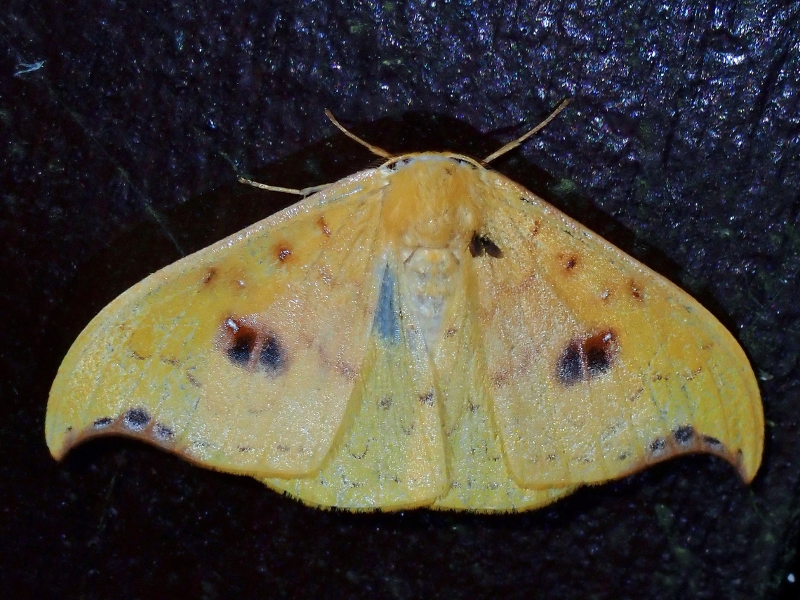 Hooktip Moth - Tridrepana fulvata  Hooktip Moth,Malaysia,Moth,Pahang,Tridrepana fulvata