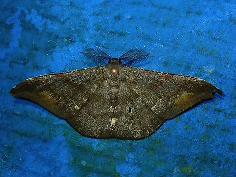 Moth - Hyposidra aquilaria  Hyposidra aquilaria,Malaysia,Moth,Pahang