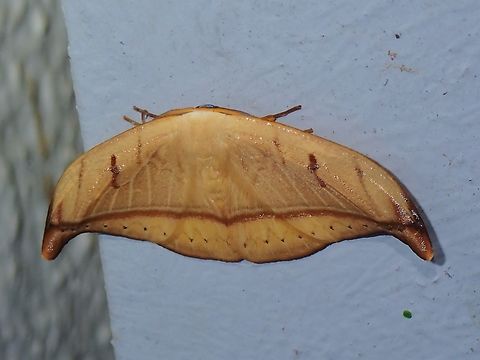 Hooktip Moth - Callidrepana argenteola  Callidrepana argenteola,Hooktip Moth,Malaysia,Moth,Pahang