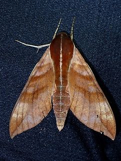 Hawkmoth - Ampelophaga rubiginosa x2 Ampelophaga rubiginosa,Hawkmoth,Malaysia,Moth,Pahang