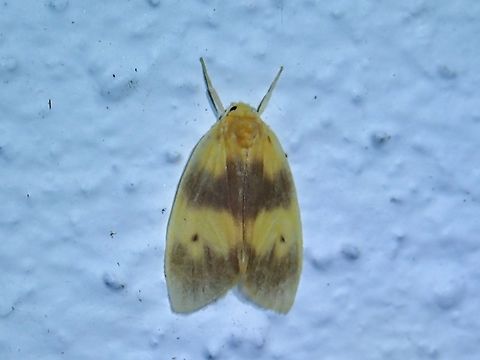 Lichen Moth - Schistophleps flavia  Lichen Moth,Malaysia,Moth,Pahang,Schistophleps flavia