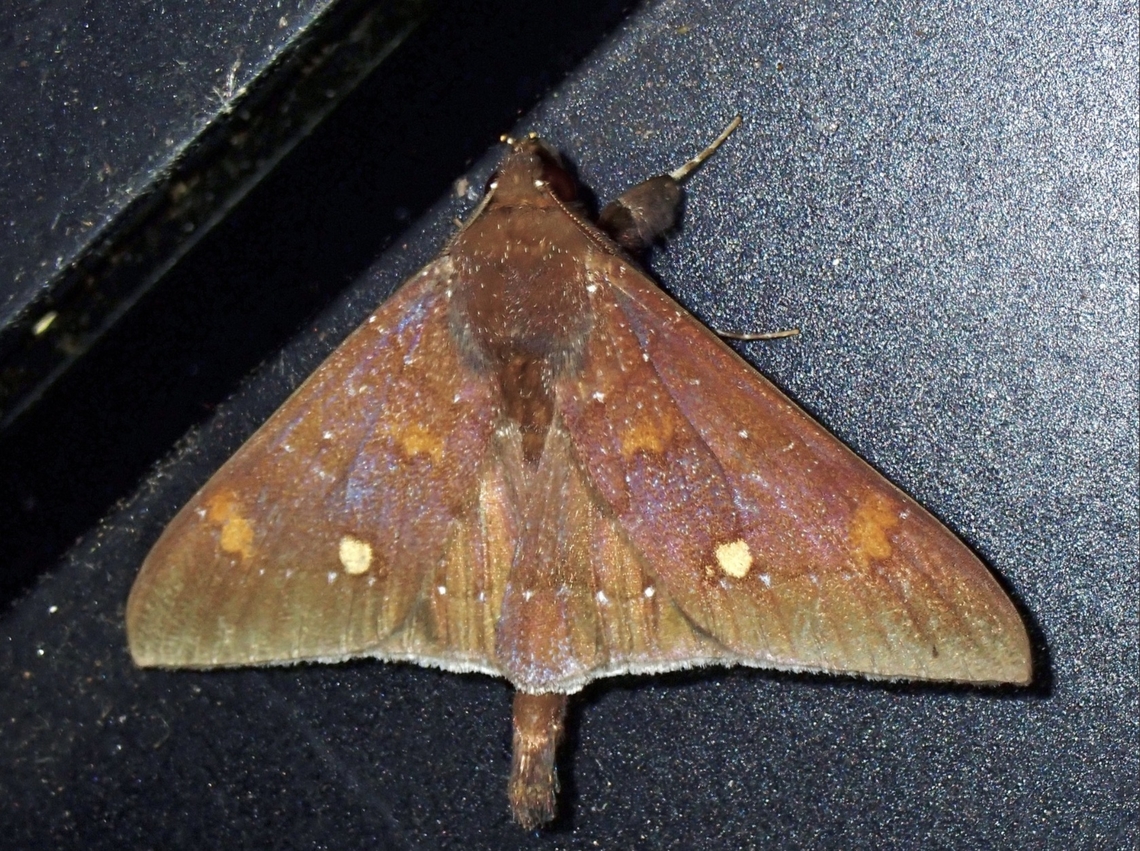 Moth - Platyja acerces x5 Malaysia,Moth,Pahang,Platyja acerces