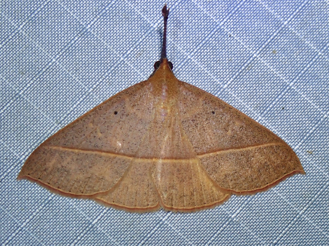 Moth - Marapana pulverata x2 Malaysia,Marapana pulverata,Moth,Pahang