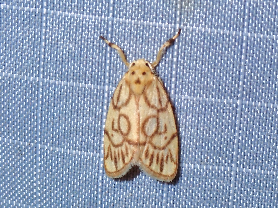 Lichen Moth - Miltochrista synestramena  Lichen Moth,Malaysia,Miltochrista synestramena,Moth,Pahang