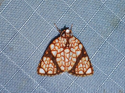 Tufted Moth - Gabala roseoretis  Gabala roseoretis,Malaysia,Moth,Pahang,Tufted Moth