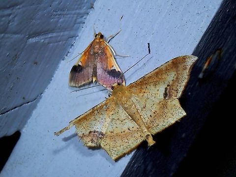 Crambid Snout Moth - Callibotys hyalodiscalis Observation on the smaller moth, on top. Callibotys hyalodiscalis,Crambid Snout Moth,Malaysia,Moth,Pahang,Snout Moth