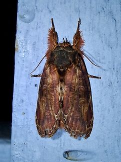 Tufted Moth - Triorbis annulata  Malaysia,Moth,Pahang,Triorbis annulata,Tufted Moth