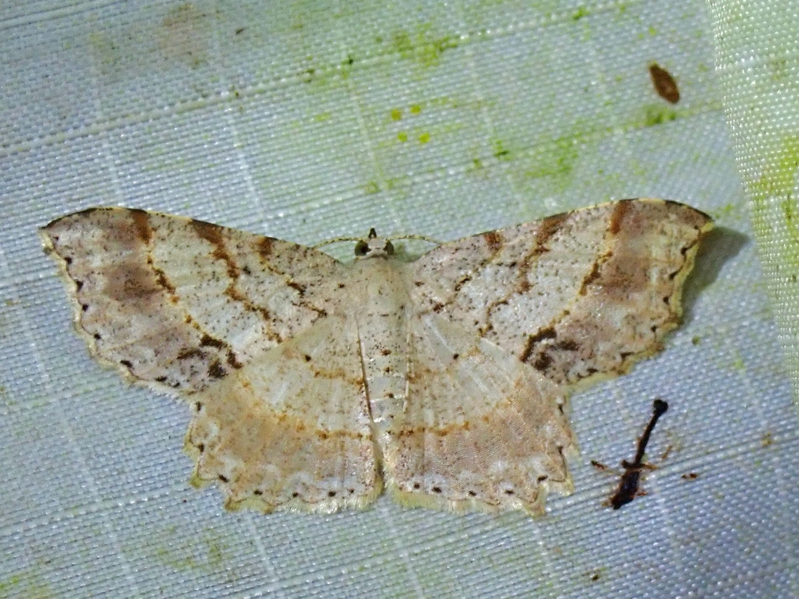 Moth - Calletaera basipuncta  Calletaera basipuncta,Malaysia,Moth,Pahang