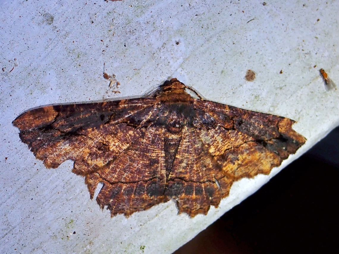 Moth - Dasyboarmia subpilosa  Dasyboarmia subpilosa,Malaysia,Moth,Pahang