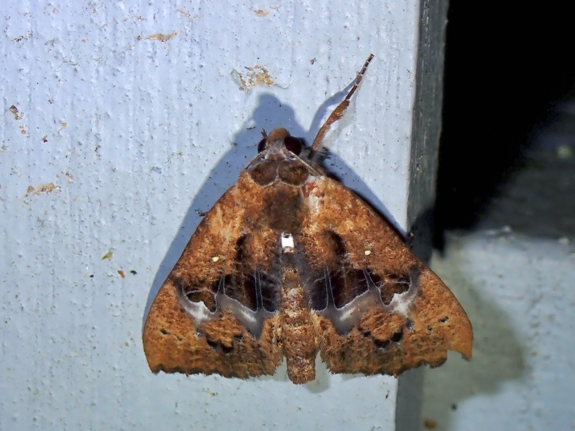 Moth - Coarica fasciata  Coarica,Coarica fasciata,Malaysia,Moth,Pahang