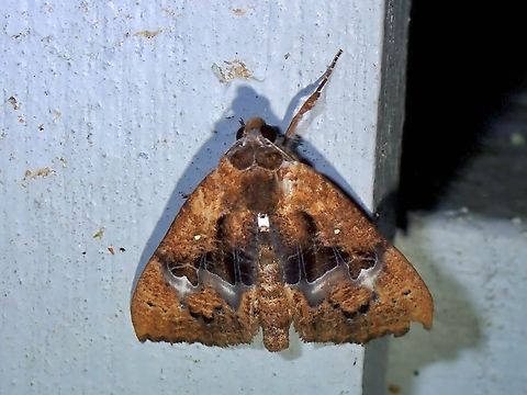 Moth - Coarica fasciata  Coarica,Coarica fasciata,Malaysia,Moth,Pahang