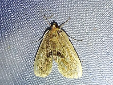 Pearl Moth - Scaptesylodes modica x2 Malaysia,Moth,Pahang,Pearl Moth,Scaptesylodes modica