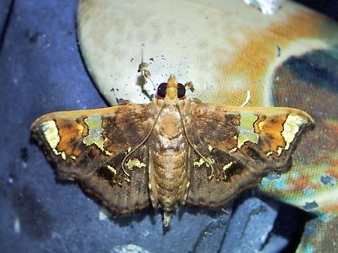 Pearl Moth - Chrysothyridia triangulifera x3 Chrysothyridia triangulifera,Malaysia,Moth,Pahang,Pearl Moth