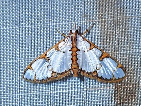 Pearl Moth - Cirrhochrista annulifera  Cirrhochrista annulifera,Malaysia,Moth,Pahang,Pearl Moth