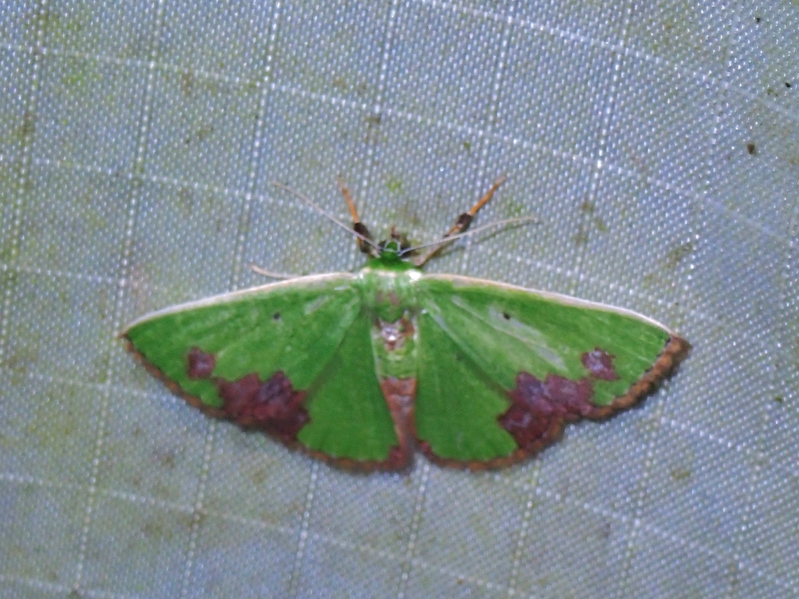 Emerald Moth - Comibaena attenuata  Comibaena attenuata,Emerald Moth,Malaysia,Moth,Pahang