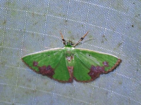 Emerald Moth - Comibaena attenuata  Comibaena attenuata,Emerald Moth,Malaysia,Moth,Pahang