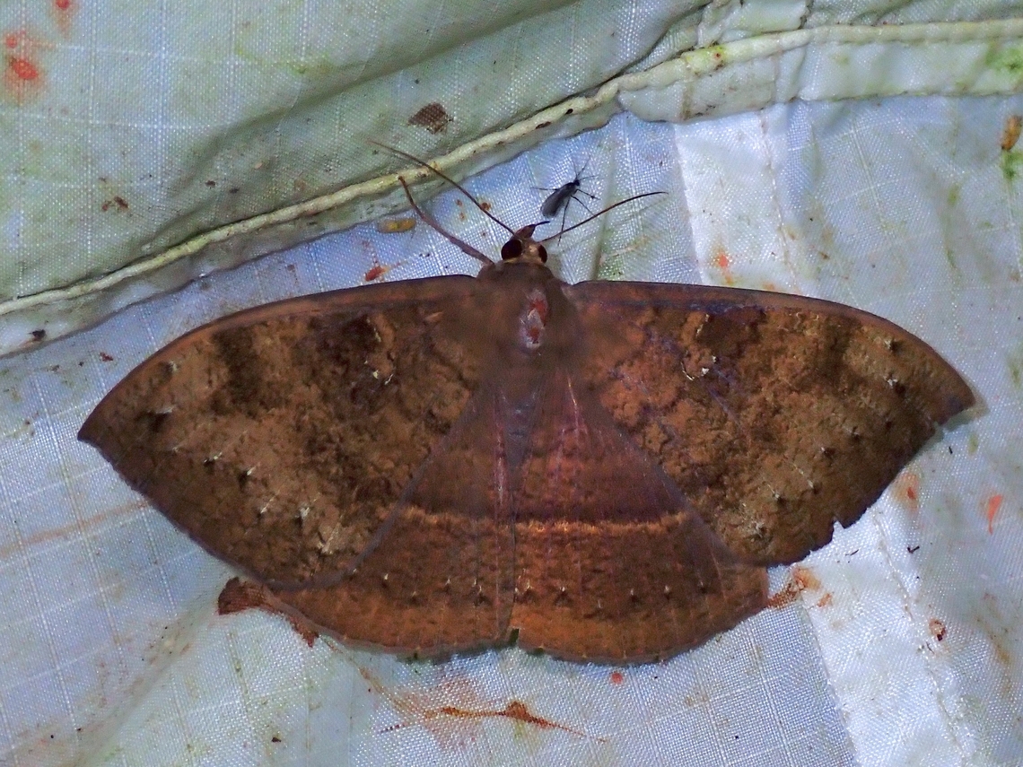 Moth - Lygniodes schoenbergi  Lygniodes schoenbergi,Malaysia,Moth,Pahang